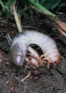 Grub Larvae