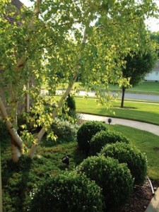 Trees and Shrubs in Landscape
