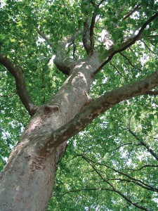 Tree Trunk