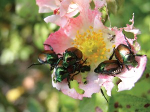 Beetles on Tree Flower