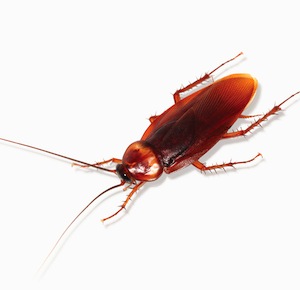 Cockroach